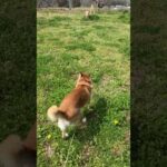 千春ちゃん嬉しすぎて梅干くんも入れました(YouTube)