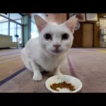 【猫ホテル】ロビーでカリカリを食べる白猫が可愛すぎて動けない🐾(YouTube)