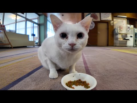 【猫ホテル】ロビーでカリカリを食べる白猫が可愛すぎて動けない🐾(YouTube)