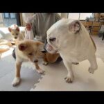 介護が必要な子犬と一緒に、歩く練習をするまるこが優しかった…(YouTube)
