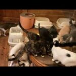 ママさん送信忘れ(YouTube)