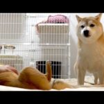 油断してたら柴犬の姉妹が大変なことになったんだが‥(YouTube)