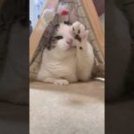 たぶん手が短いから届かない(YouTube)