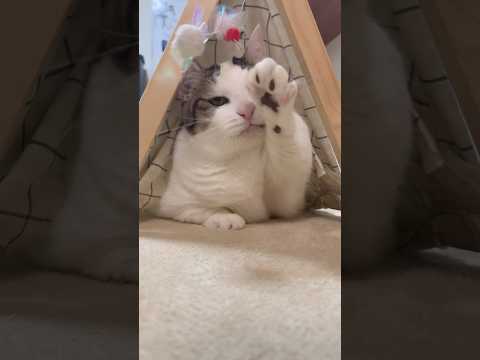 たぶん手が短いから届かない(YouTube)