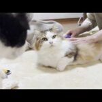 お母さんの言うことをよくきく賢い猫(YouTube)