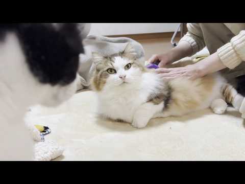 お母さんの言うことをよくきく賢い猫(YouTube)