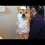 シャワーが大嫌いな柴犬に‥ママが試した“ある方法”(YouTube)