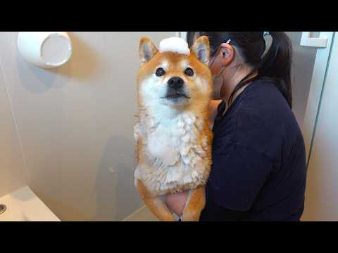 シャワーが大嫌いな柴犬に‥ママが試した“ある方法”(YouTube)