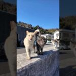島の猫たち防波堤に上って撫でられにきて可愛すぎる(YouTube)