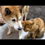 柴犬パパは猫たちの気持ちに寄り添うような優しさで愛に溢れています(YouTube)