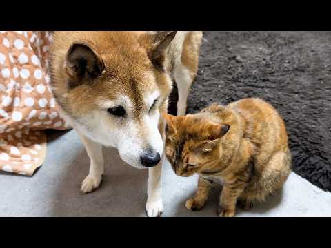 柴犬パパは猫たちの気持ちに寄り添うような優しさで愛に溢れています(YouTube)