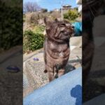 座ると隣に座ってくる島の猫ちゃん可愛すぎる(YouTube)