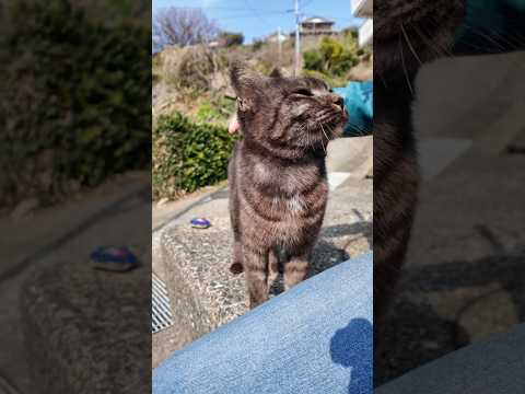 座ると隣に座ってくる島の猫ちゃん可愛すぎる(YouTube)