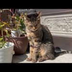 寒い冬を乗り越えて元気になってきた猫(YouTube)
