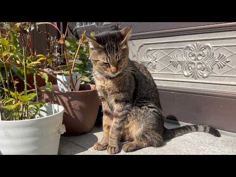 寒い冬を乗り越えて元気になってきた猫(YouTube)