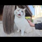 神社へ行くと、タヌキみたいな猫が可愛い声でお出迎えしてくれた(YouTube)