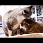 永遠の子猫である姫猫がお姉ちゃんになれた日。(YouTube)