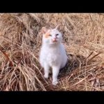 草むらで寝ていた猫ちゃん、起きてモフられに出てきた…甘えん坊すぎて可愛い(YouTube)