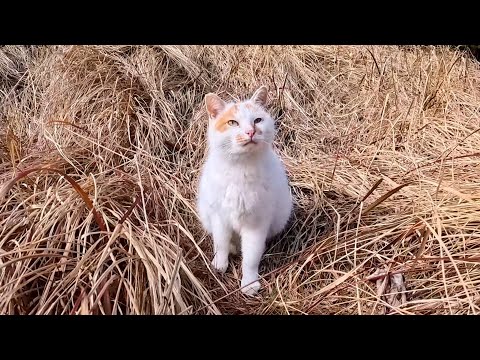 草むらで寝ていた猫ちゃん、起きてモフられに出てきた…甘えん坊すぎて可愛い(YouTube)