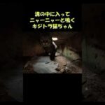 溝の中に入ってニャーニャーと鳴くキジトラ猫ちゃん #猫 #ねこ #cat(YouTube)