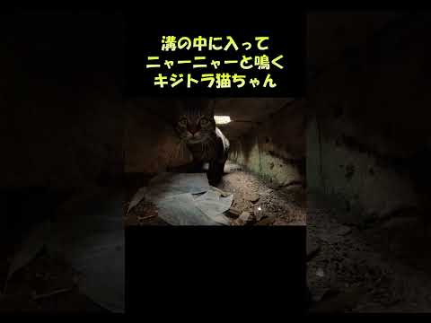 溝の中に入ってニャーニャーと鳴くキジトラ猫ちゃん #猫 #ねこ #cat(YouTube)