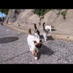 海沿いの道で出会った猫たちに導かれ…気づけば猫の集会所へ行っていた(YouTube)