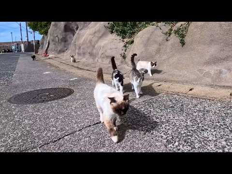 海沿いの道で出会った猫たちに導かれ…気づけば猫の集会所へ行っていた(YouTube)