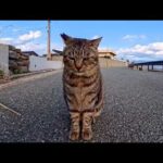 海沿いの道で出会った猫ちゃん、ナデナデすると大人しく甘えてきてカワイイ(YouTube)