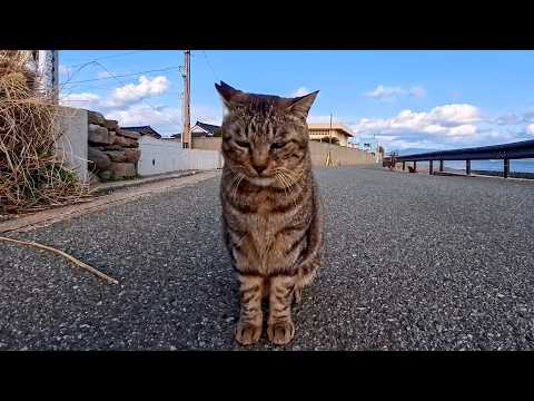 海沿いの道で出会った猫ちゃん、ナデナデすると大人しく甘えてきてカワイイ(YouTube)