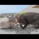 他の猫をモフると、嫉妬深いシャム猫がニャンニャンと文句を言う(YouTube)