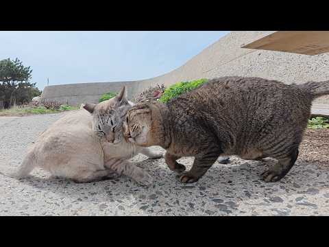 他の猫をモフると、嫉妬深いシャム猫がニャンニャンと文句を言う(YouTube)