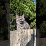 島の猫ちゃん時々ペロっと舌を出してカワイイ(YouTube)
