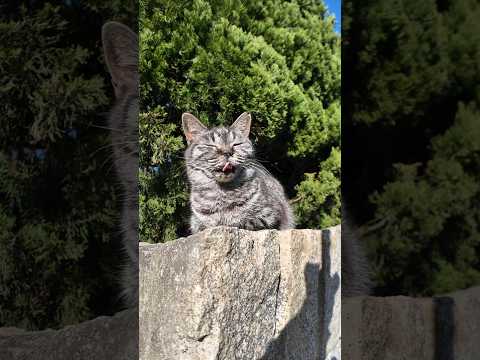 島の猫ちゃん時々ペロっと舌を出してカワイイ(YouTube)