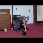 【松楽旅館】朝6時になると猫スタッフたちが起しに部屋に来てくれる旅館が最高に楽しい(YouTube)