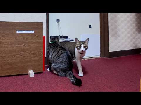 【松楽旅館】朝6時になると猫スタッフたちが起しに部屋に来てくれる旅館が最高に楽しい(YouTube)