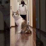 猫たちの夜のランウェイ #cats(YouTube)