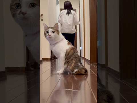 猫たちの夜のランウェイ #cats(YouTube)