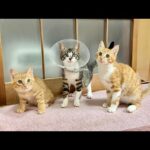 緊急保護した子猫たちの今後について。(YouTube)