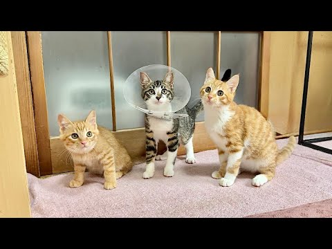 緊急保護した子猫たちの今後について。(YouTube)
