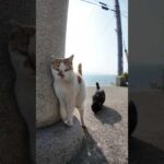 神社あるある（？）階段下に猫がいる世界線(YouTube)