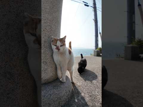 神社あるある（？）階段下に猫がいる世界線(YouTube)