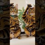 バクレツにゃす🤟(YouTube)