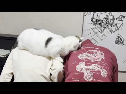 「これダイエットになってないと思うけど」と思ってそうな猫(YouTube)