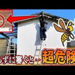 【蜂の巣対策】毎年軒下に蜂が来る原因が判明…知らずに塞ぐと危険な理由と正しい対策🐝(YouTube)