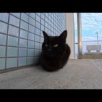 【今週の感動猫動画 2026/3/4w】今週撮った未公開猫動画まとめて公開-unreleased video of this week(YouTube)
