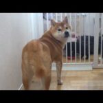 元気がない柴犬…本気で心配したらまさかの理由でした(YouTube)