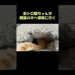 茶シロ猫ちゃんが側溝の中へ探検に行く #猫 #ねこ #cat(YouTube)