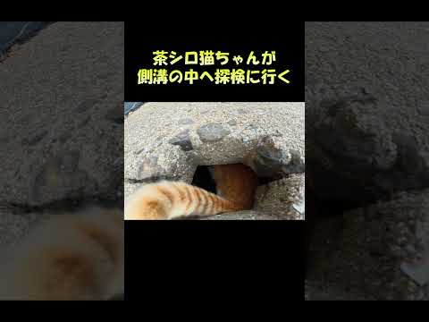 茶シロ猫ちゃんが側溝の中へ探検に行く #猫 #ねこ #cat(YouTube)