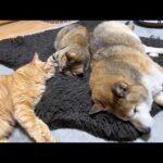 柴犬に甘えたくなった猫のおかげでどんどん変化する柴犬に感動です(YouTube)