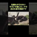乳離れができないデカい子猫にキックで自立を促す黒猫ママ #猫 #ねこ #cat(YouTube)